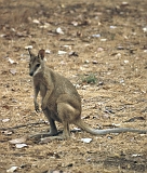 673_Wallaby, camping Katherine 